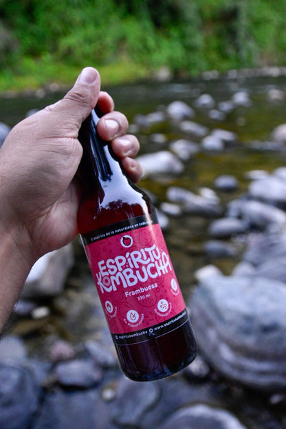 Pack 12 Kombucha Frambuesa 330 cc. El Poder Antioxidante
